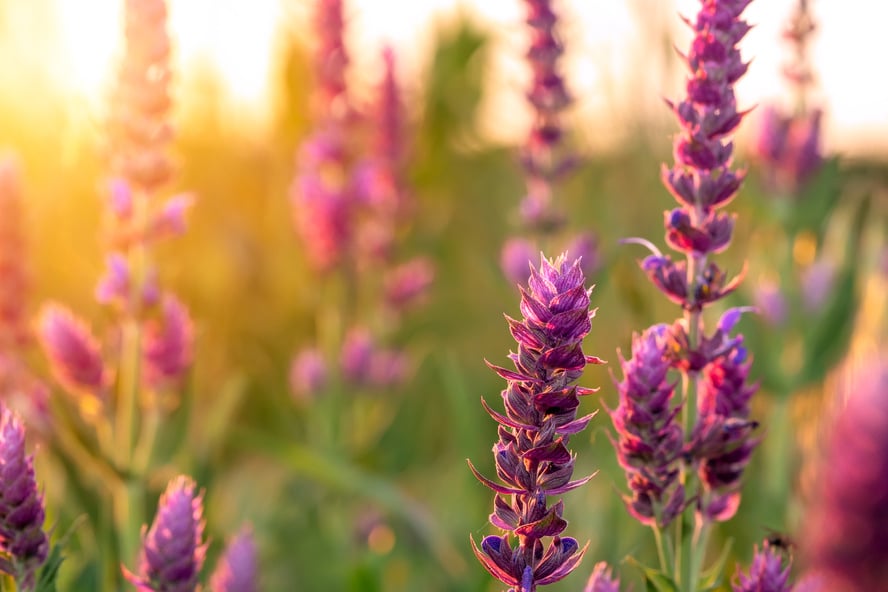 Clary sage plant in garden