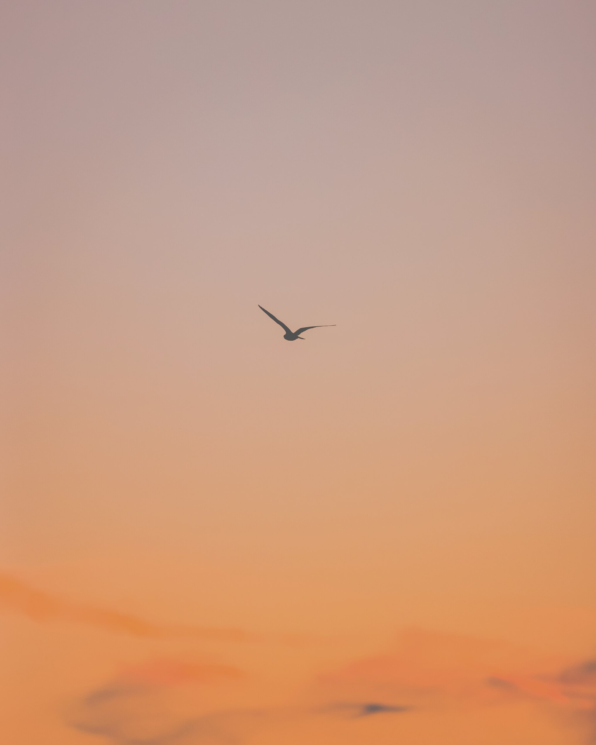 Bird Flying in the Afternoon Sky 